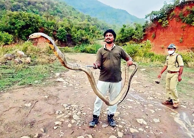 拼盘/研究说印度死于蛇咬伤的人数全球最多