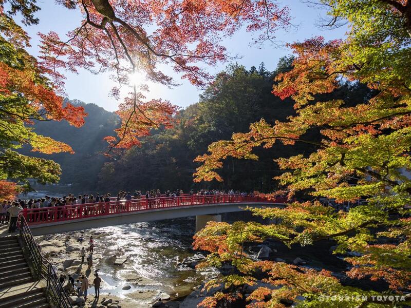 拼盘／秋天赏枫加赏樱 日本爱知县四季樱盛开