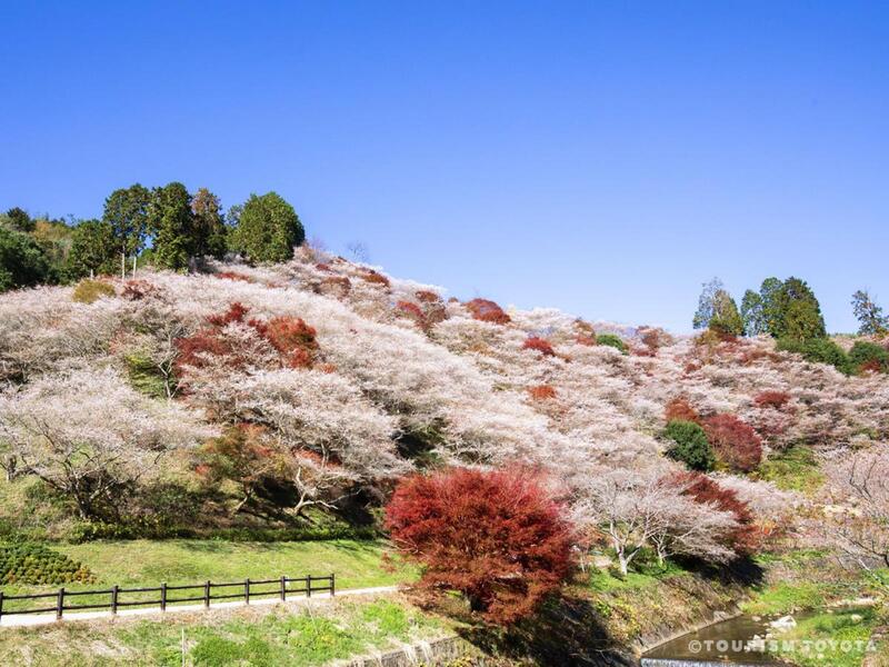 拼盘／秋天赏枫加赏樱 日本爱知县四季樱盛开