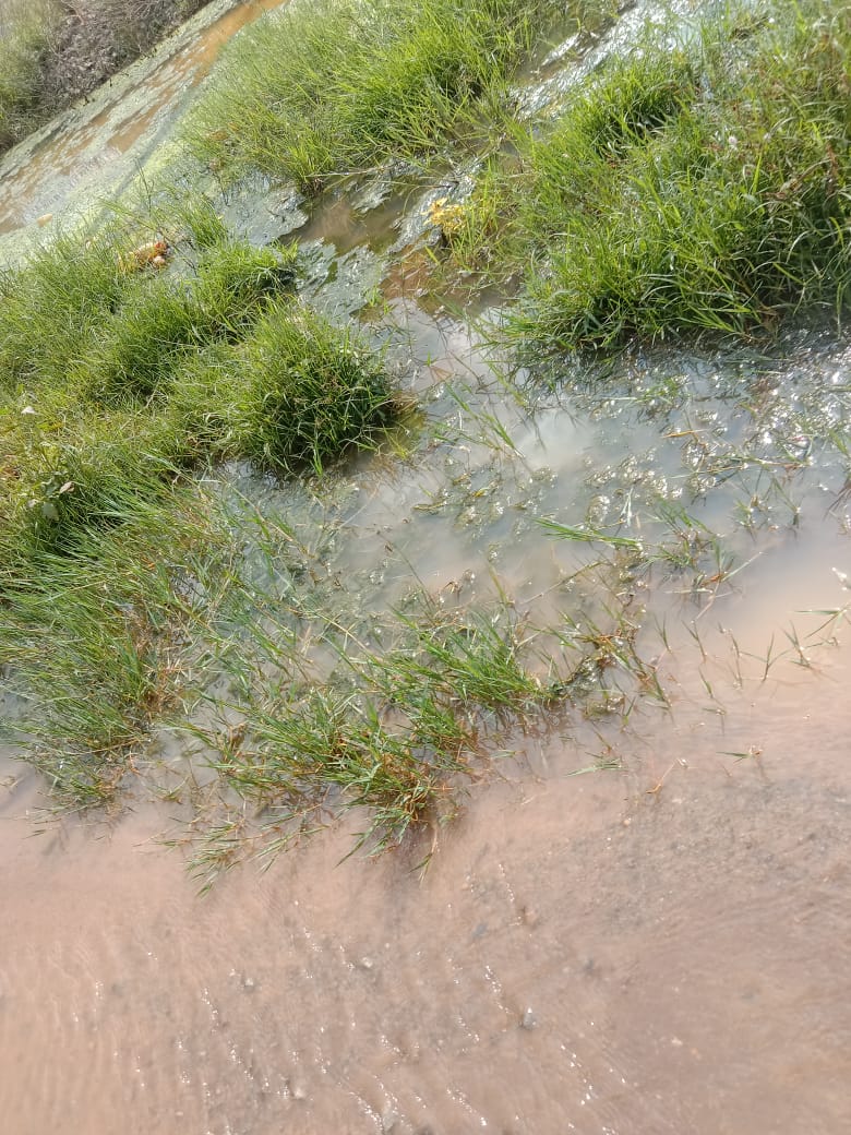 明加叻火车路仙师庙旁 爆水管大量食水白流