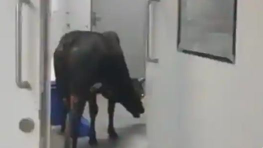 有视频 ／流浪牛逛医院 值班人员遭惩处 