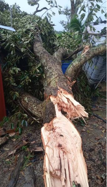 强风暴雨袭砂益郊区 榴梿树被毁 园主损失大