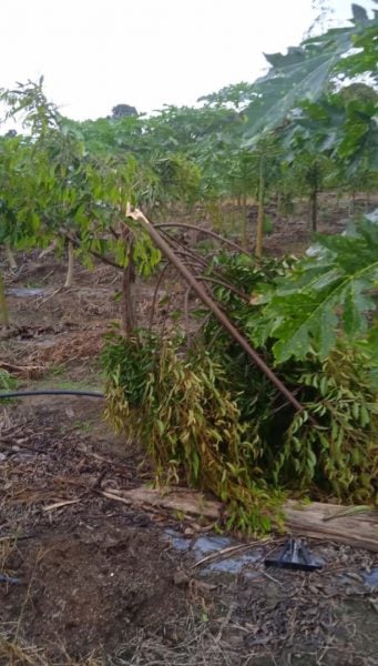 强风暴雨袭砂益郊区 榴梿树被毁 园主损失大