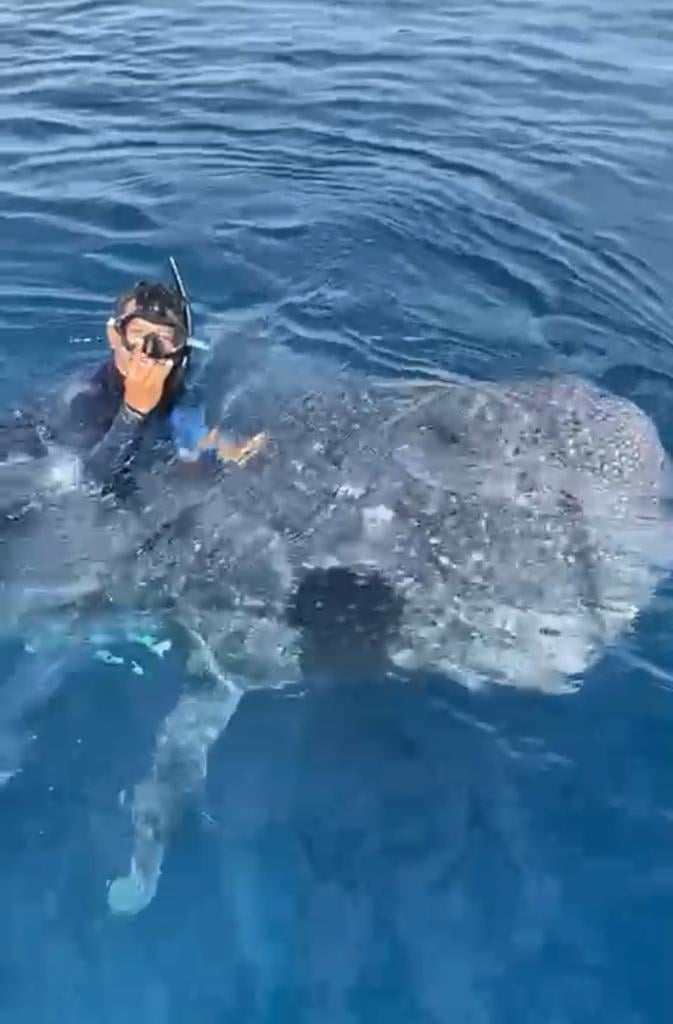 浮潜客骑鲸鲨 激怒潜水界