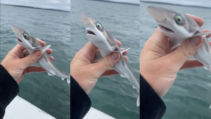 海钓捕获“真‧Baby Shark”瞪眼超萌样令网民融化