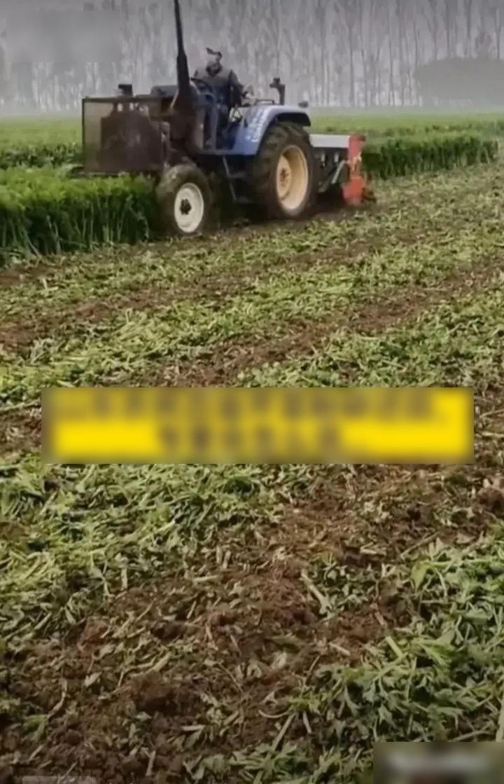 疫阻物流山东菜农毁菜 官媒头版斥“勿让加码防疫伤农”