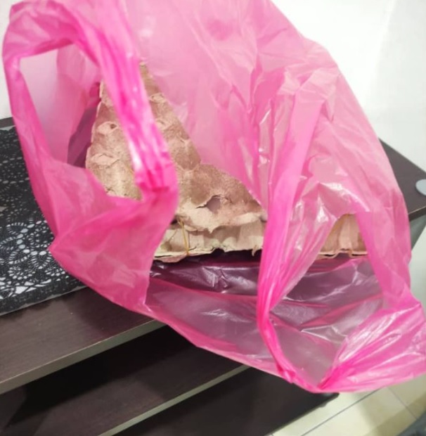 租客留下鸭蛋孵出13小鸭 民宿老板“荣陞”鸭爸爸