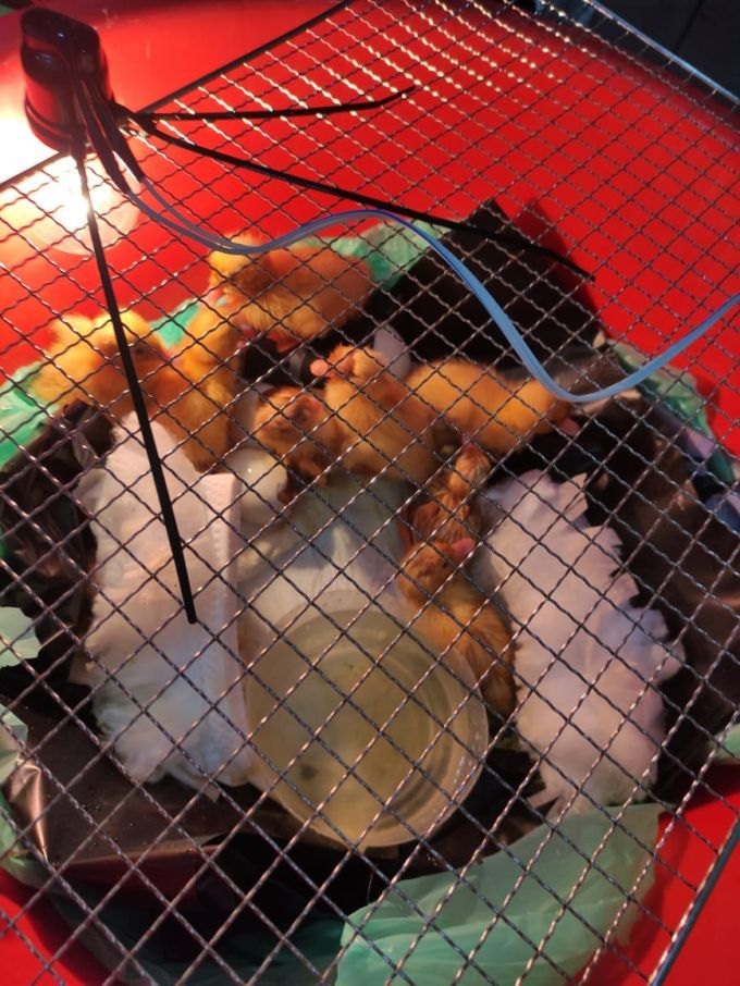 租客留下鸭蛋孵出13小鸭 民宿老板“荣陞”鸭爸爸