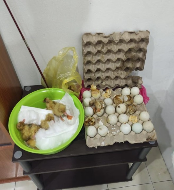 租客留下鸭蛋孵出13小鸭 民宿老板“荣陞”鸭爸爸