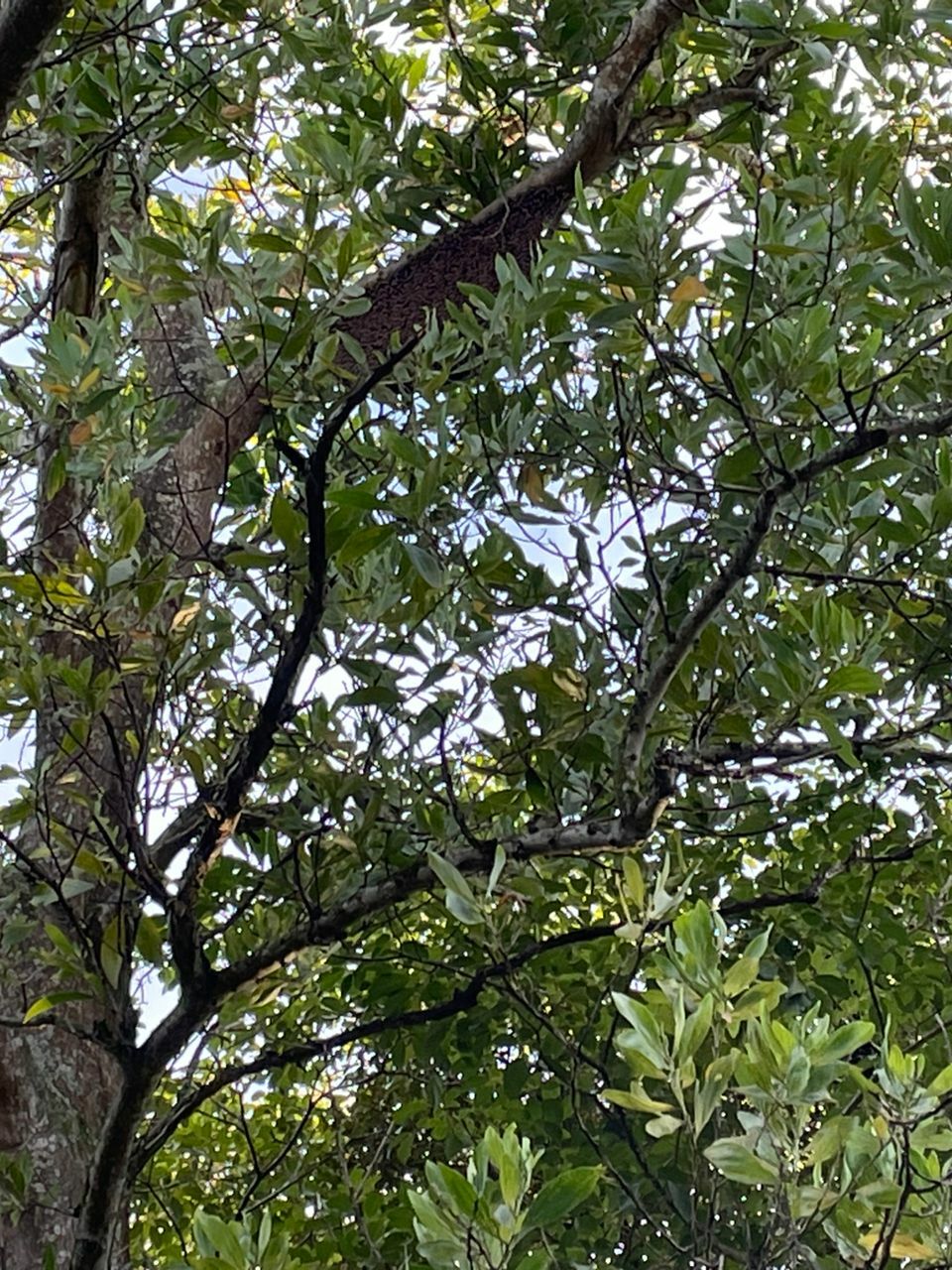 美里/公园发生黄蜂(又称虎头蜂)螫死人事件!