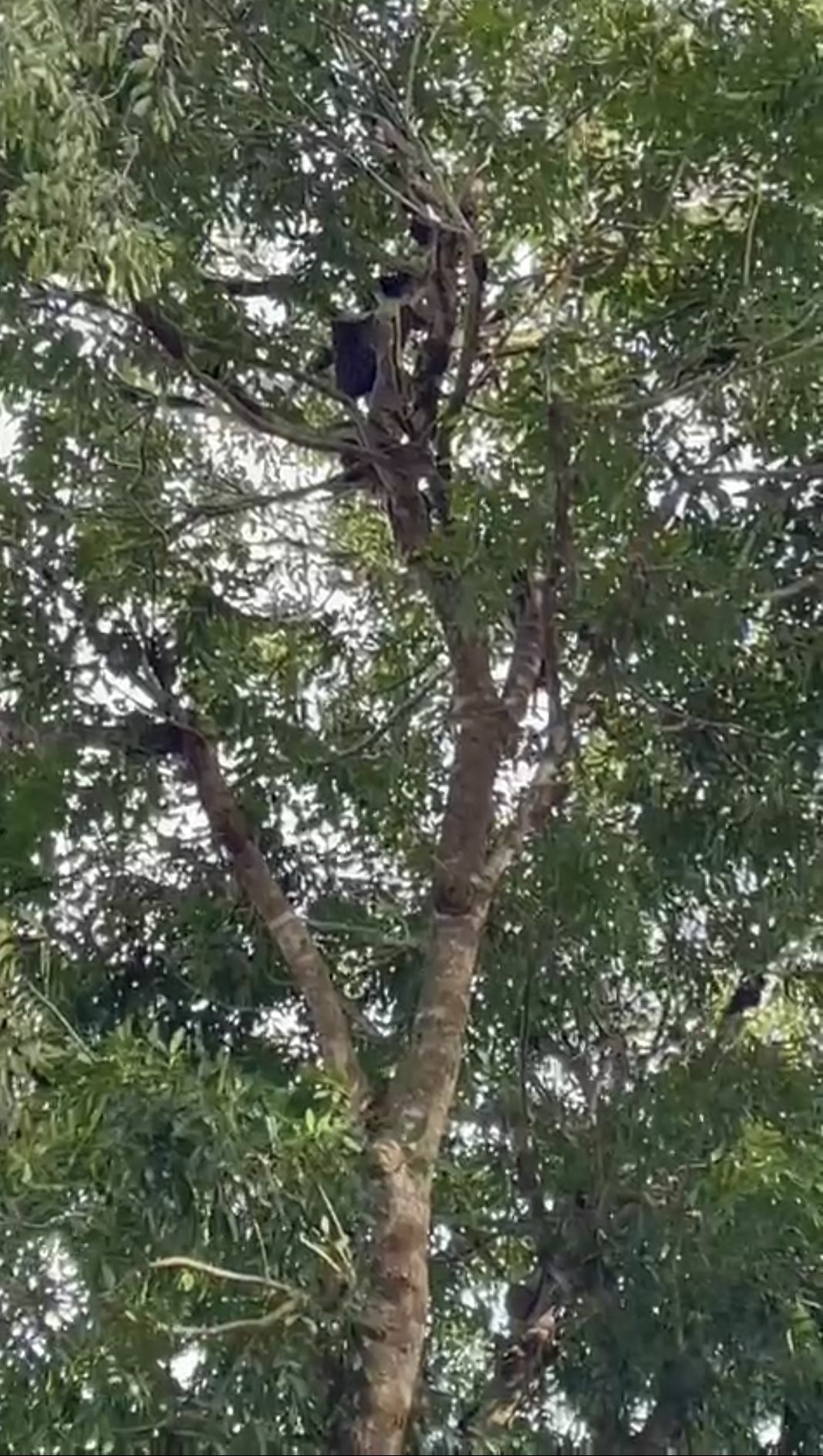 美里/公园发生黄蜂(又称虎头蜂)螫死人事件!