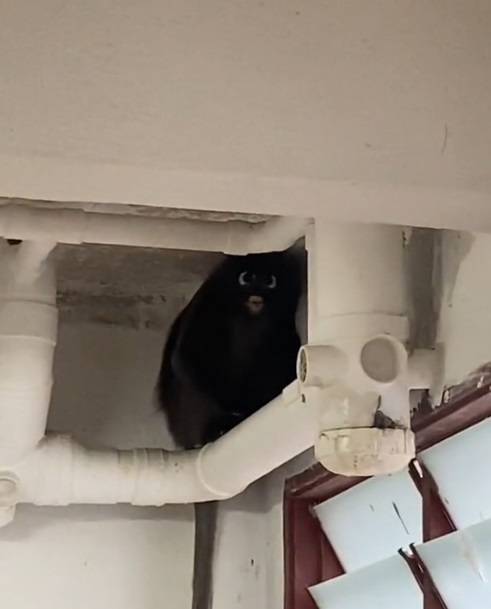 视频|女子冲凉有“朋友”陪伴 网好奇“那是什幺动物?”