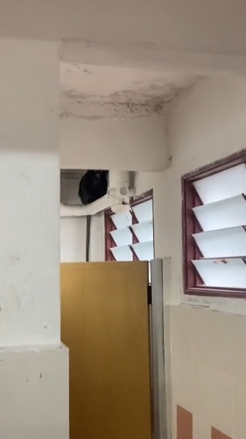 视频|女子冲凉有“朋友”陪伴 网好奇“那是什幺动物?”