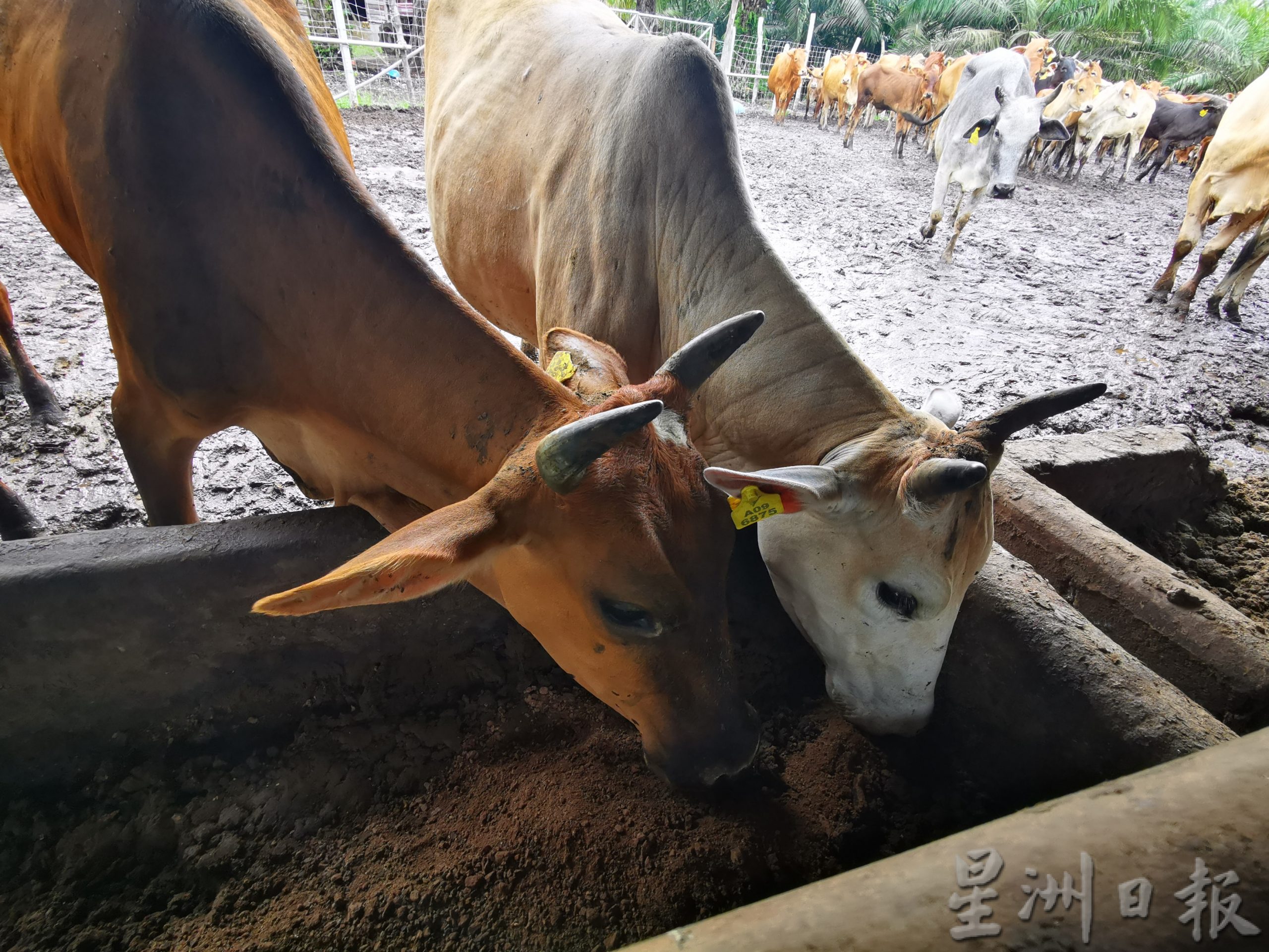 霹:封底主文/农的传人:华农养牛4年,崛起成养牛大户