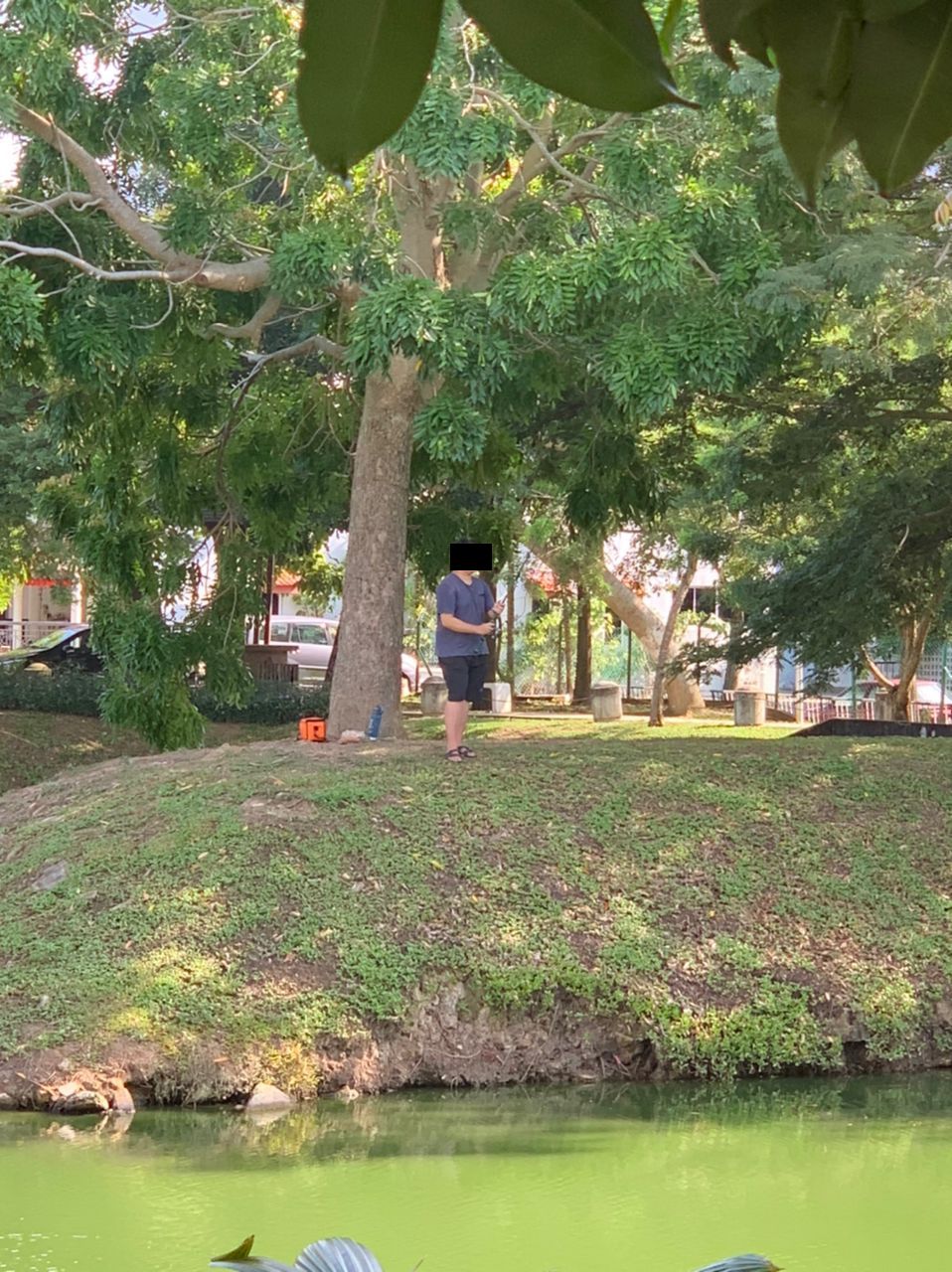 （古城封面副文）甘榜仄迪树倒藏杀机 刘志俍促市政厅检查树木