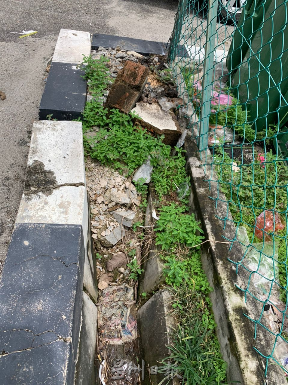 （古城版）玛琳两树相拥生长危险 骆慧茹联络市政厅砍树  