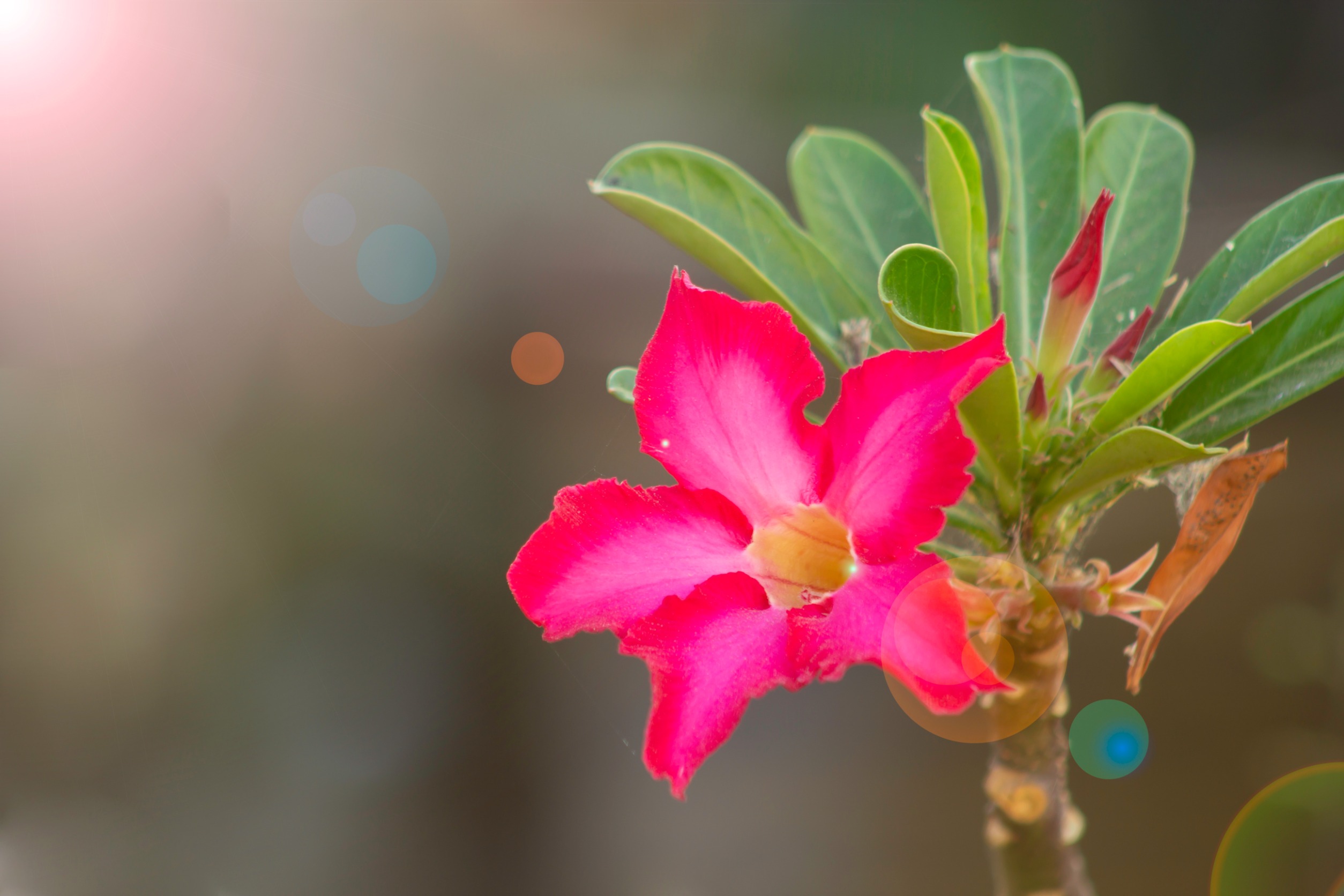 24/12 城人小说——失而复得/笑颜/谢鸿圆 CHIA HONG YUAN/860918-43-6802/chiahongyuan@hotmail.com/Maybank 112763035997