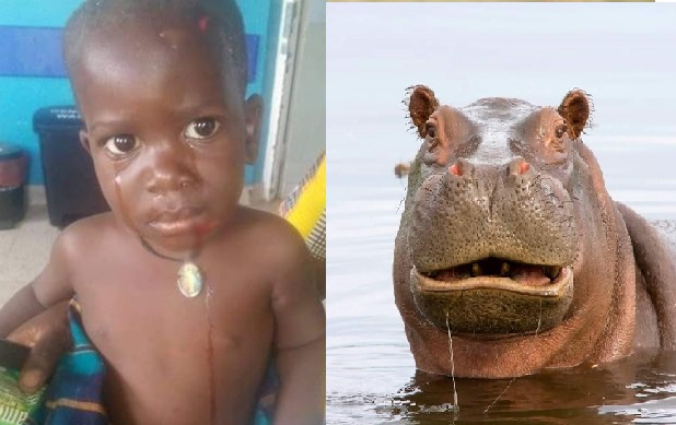 2岁童遭河马吞下肚 下秒把整个人吐出来