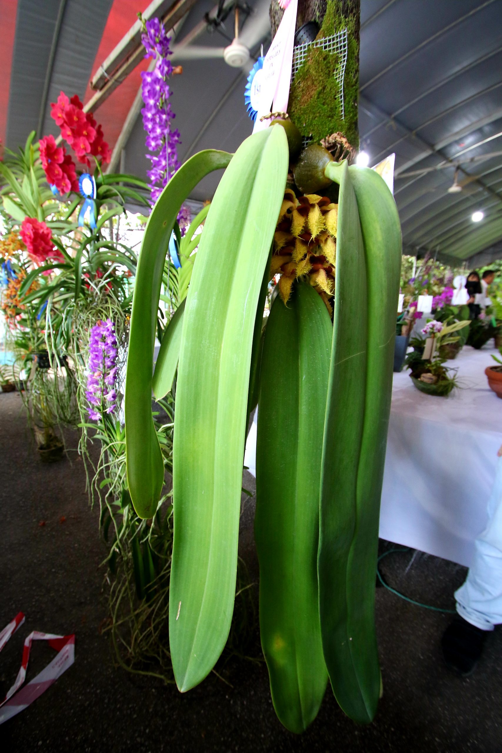 ★(大北马)2022年槟城兰花展