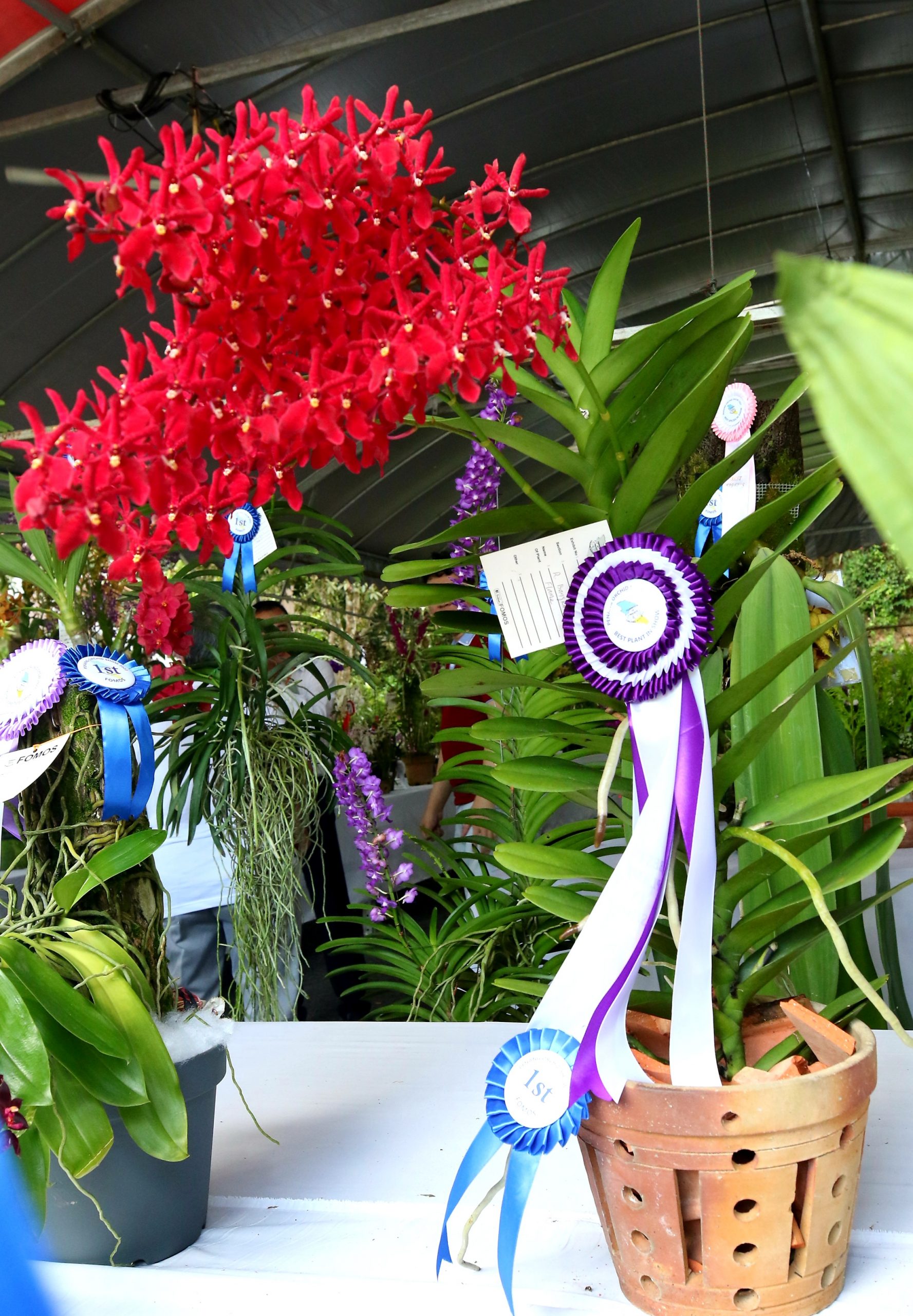 ★(大北马)2022年槟城兰花展