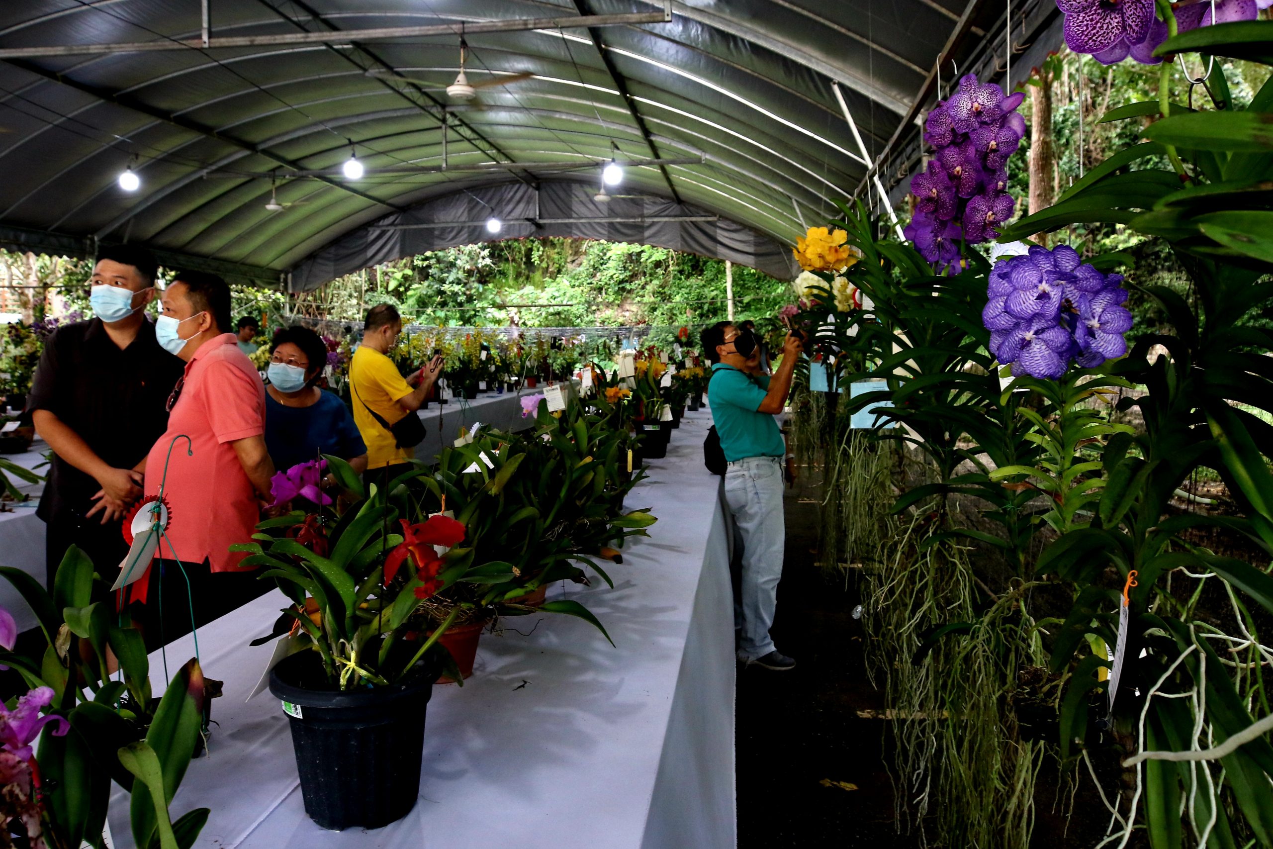 ★(大北马)2022年槟城兰花展