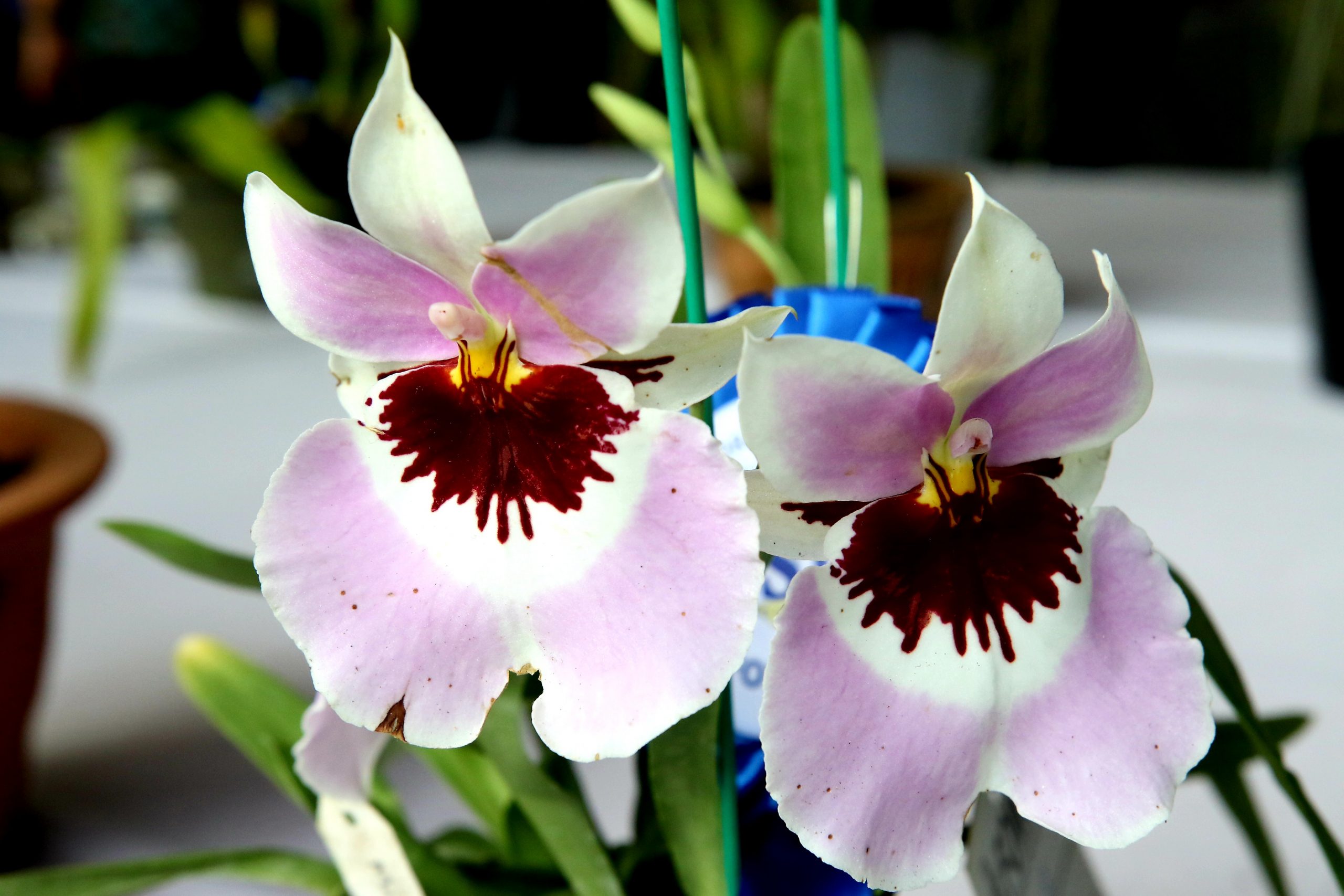 ★(大北马)2022年槟城兰花展