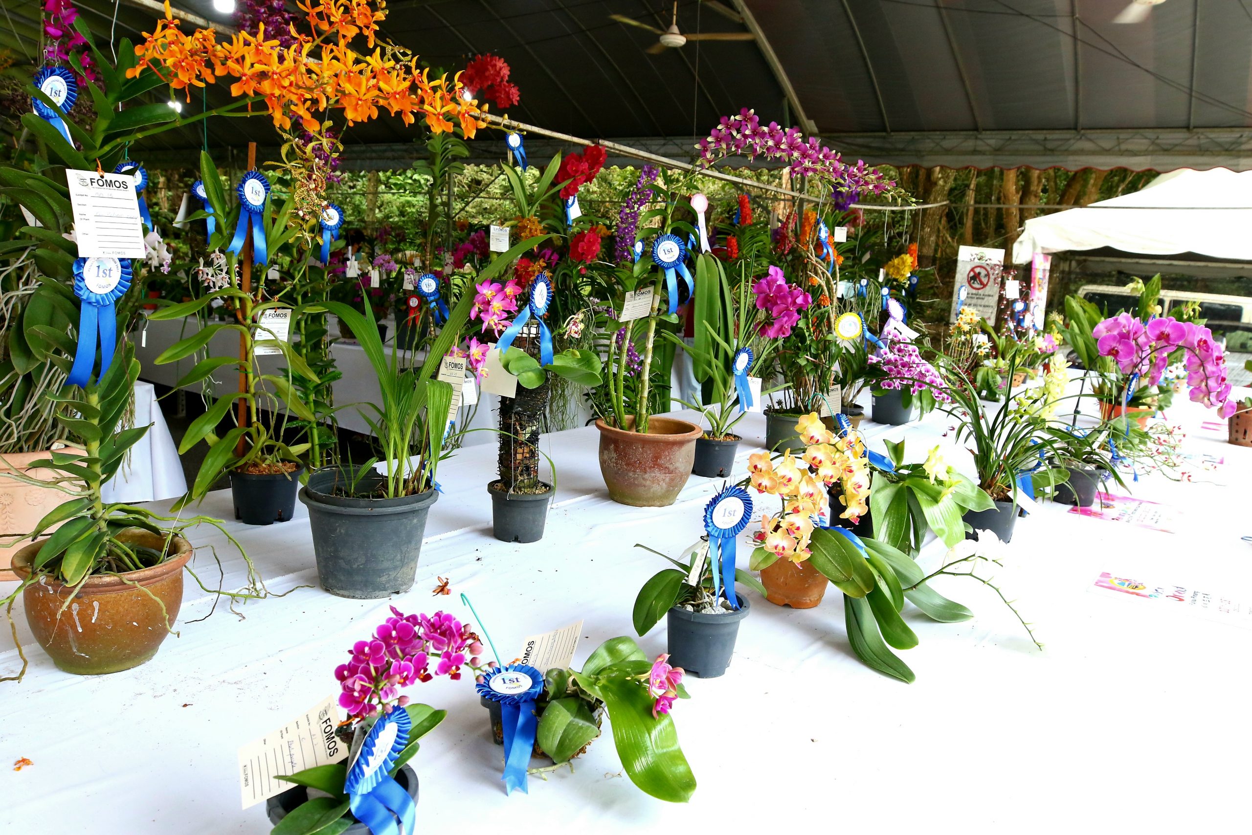 ★(大北马)2022年槟城兰花展