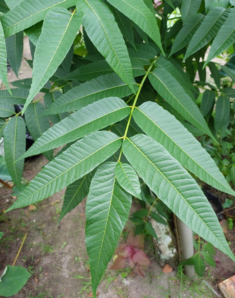 【重拾新村生活法】黄秀仪树上蔬菜香椿