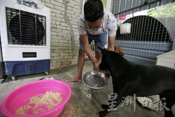 义工夫妇与残障狗Black：救它就要照顾它！