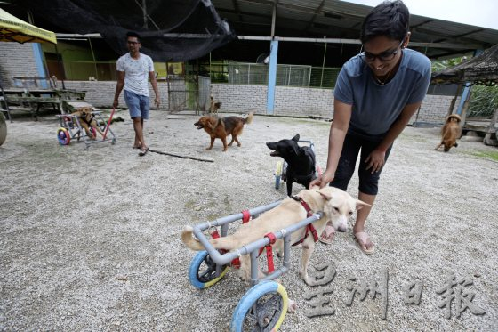 义工夫妇与残障狗Black：救它就要照顾它！