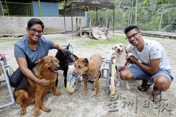 义工夫妇与残障狗Black：救它就要照顾它！