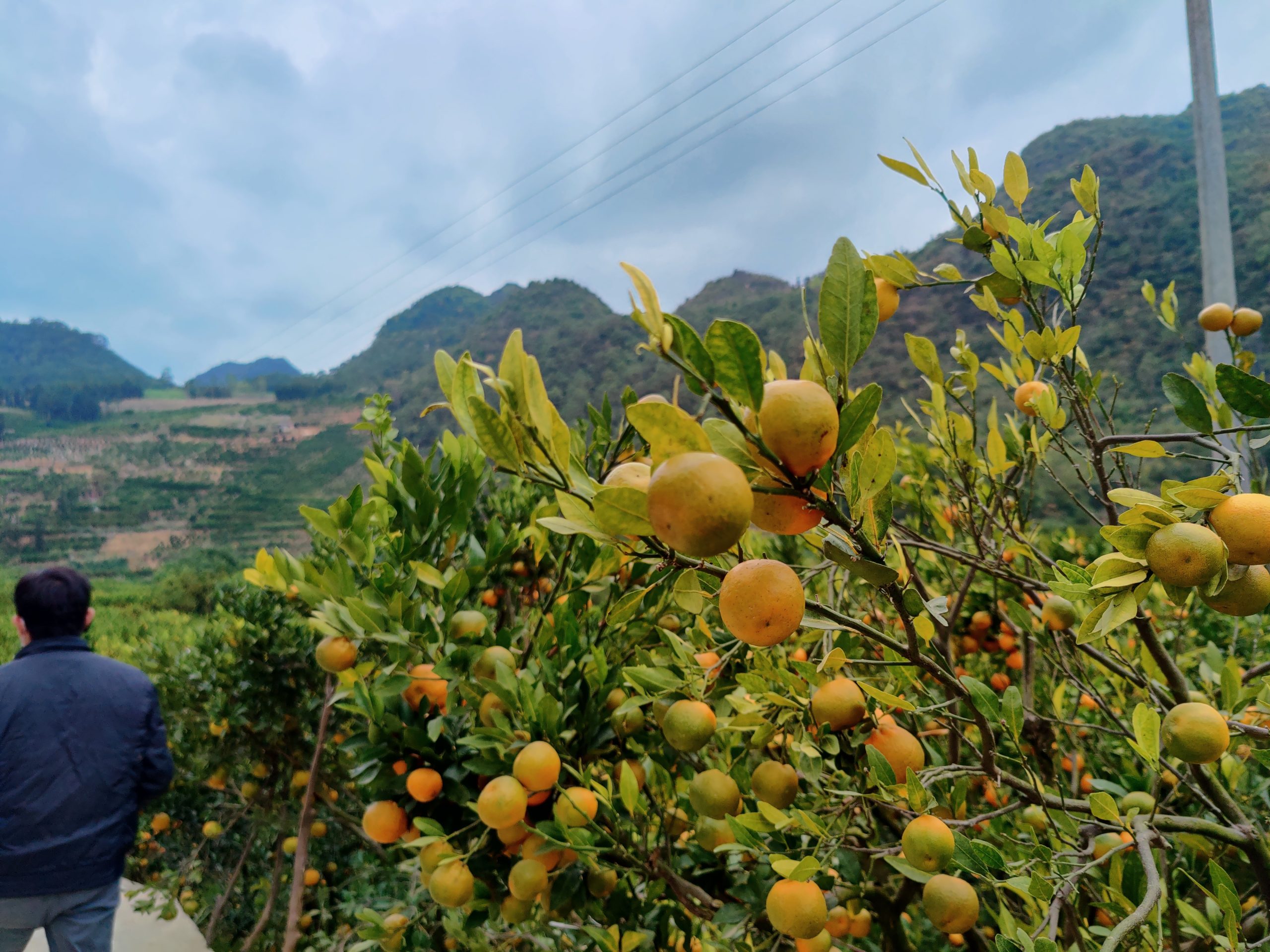 乡村振兴专题)谢成芬