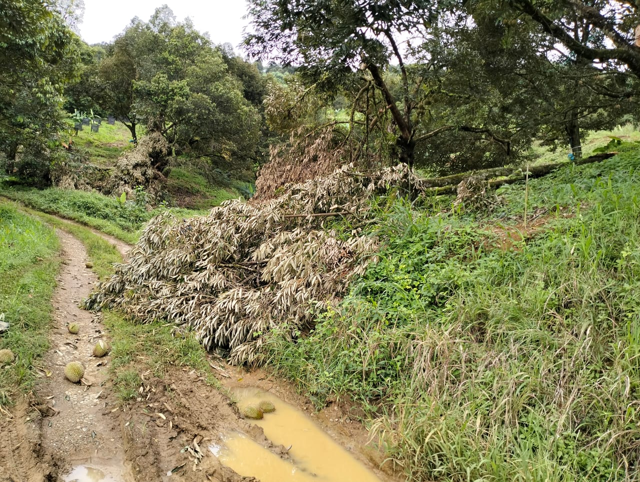 小园主丢弃榴梿真正原因
