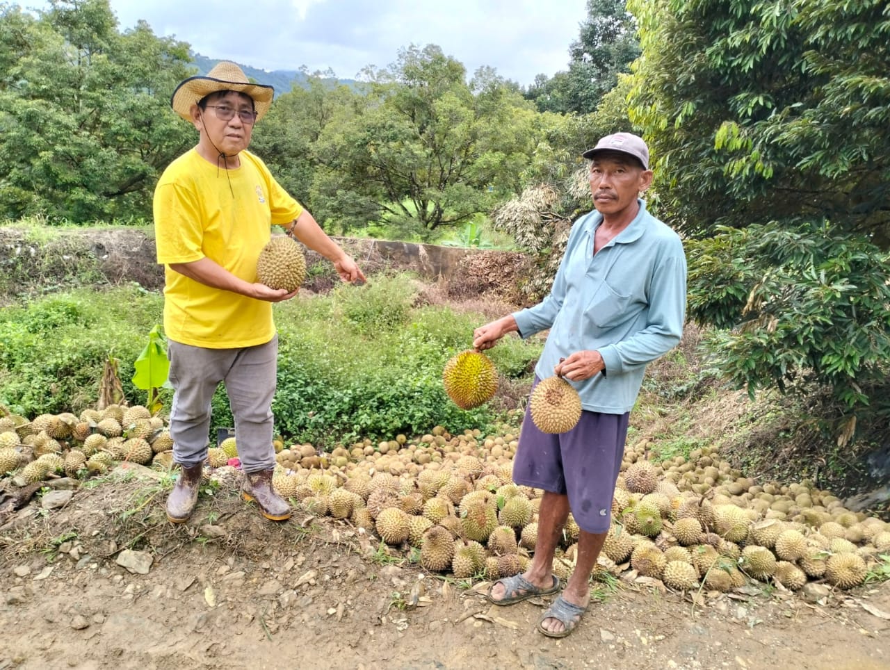 小园主丢弃榴梿真正原因