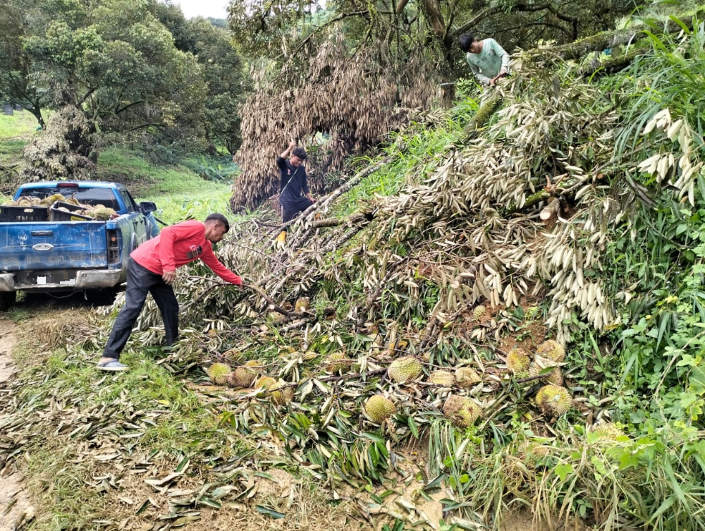 小园主丢弃榴梿真正原因