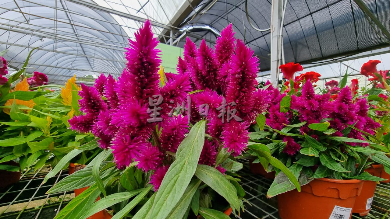 准备好迎接癸卯兔年了吗？