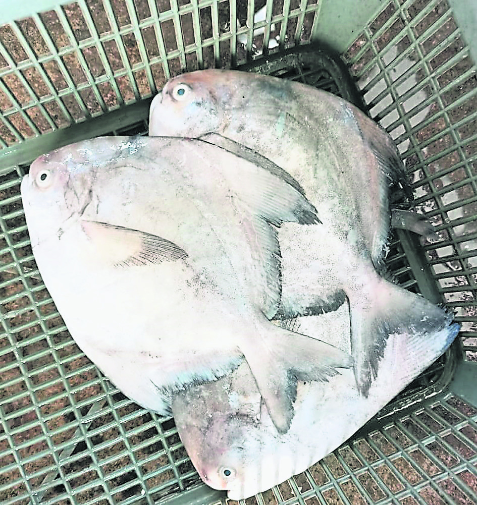 大都会：走访新春海产价格