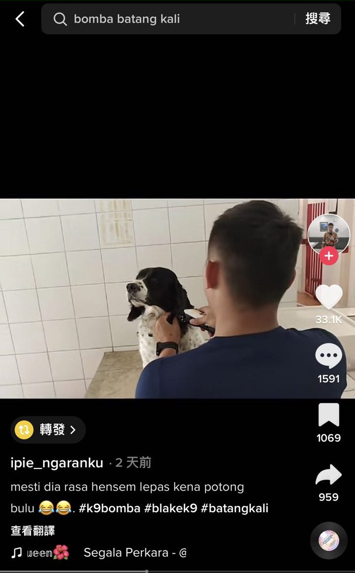 建功消防犬圣诞节获战友提供理发护理服务