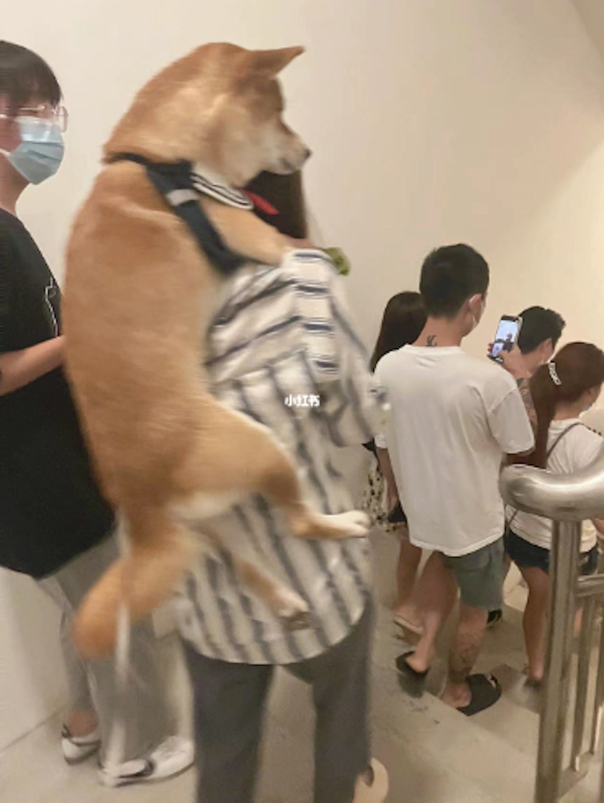 拚图)女主人背起柴犬狂奔38楼逃离火灾获网民大赞