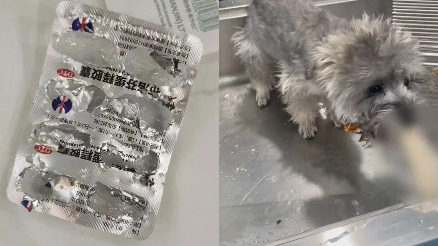 拚盘/天津宠物狗误食主人6粒退烧药 多器官衰竭致死