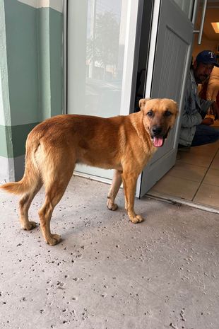 拼盘/84岁老翁失踪困荒漠一周 忠犬助警寻人