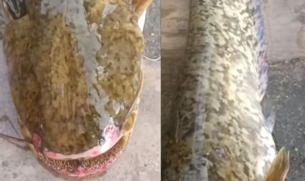 拼盘／河边鸭子频失踪！村民抽乾水惊见“尖牙巨兽”　恐怖蠕动影片曝光