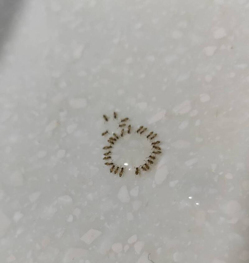 拼盘／蚂蚁围成圈办“年末尾牙” 旁边还有儿童桌