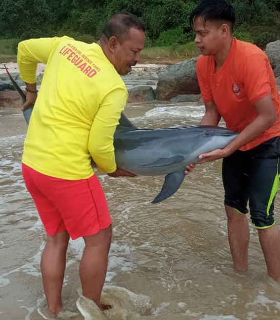 柔:搁浅亚逸巴班海滩 受伤小海豚放回大海