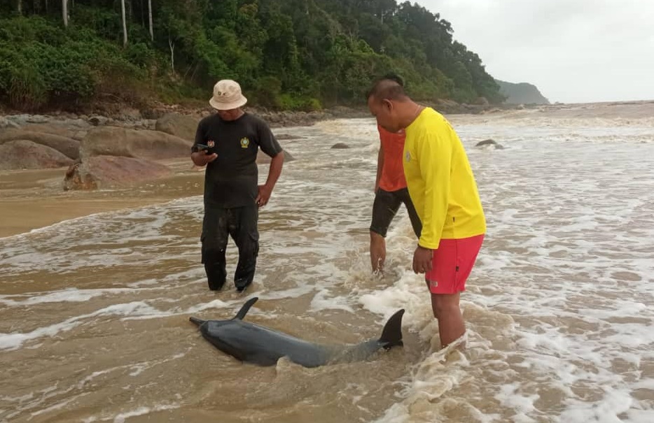 柔:搁浅亚逸巴班海滩 受伤小海豚放回大海
