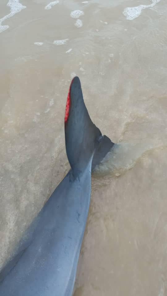 柔:搁浅亚逸巴班海滩 受伤小海豚放回大海