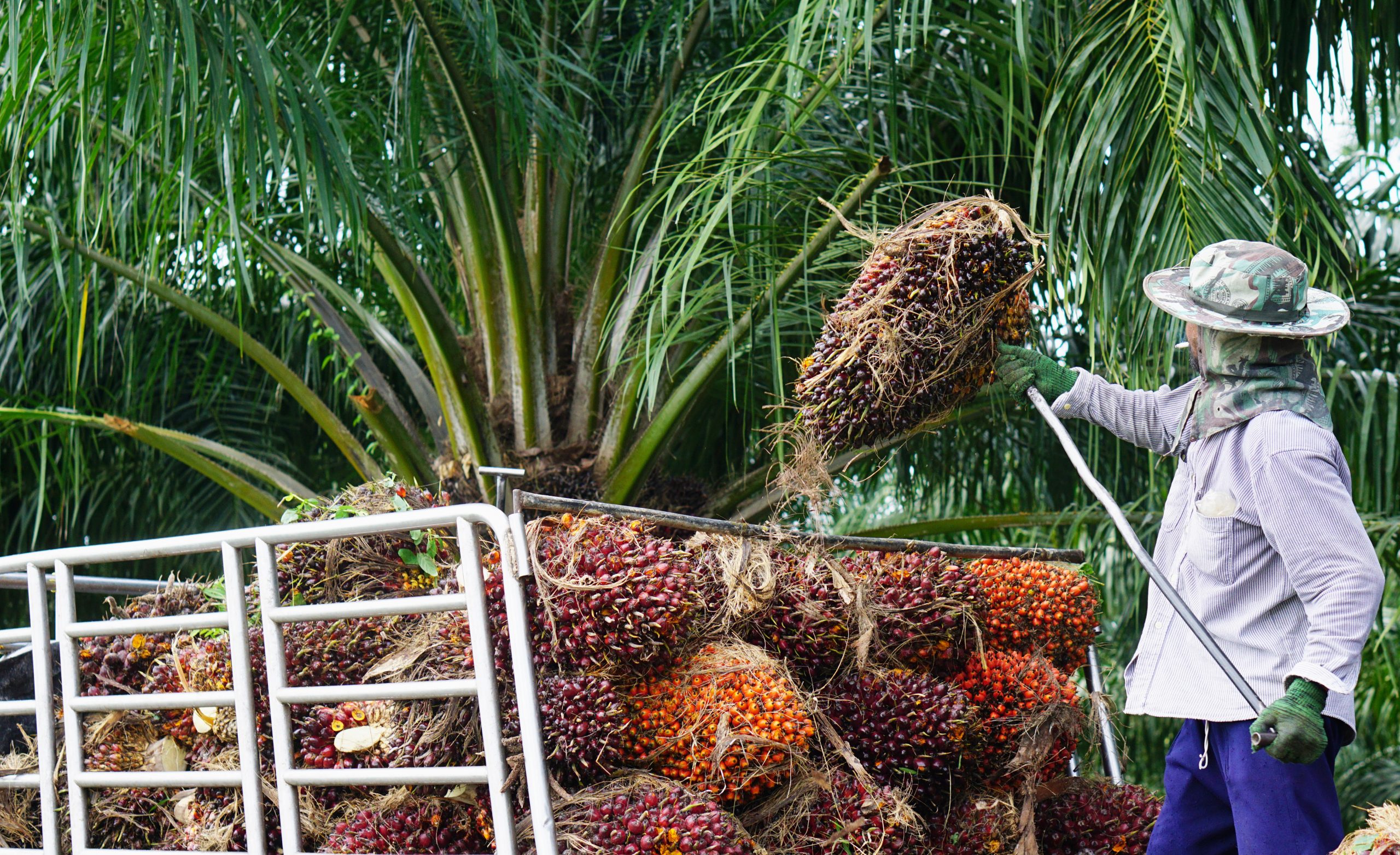 棕油协会：劳力荒冲击 种植业料损失200亿营收