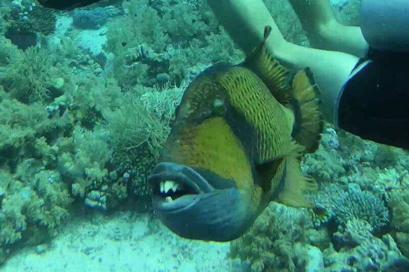 潜水客闯海底鱼洞 惨遭“人面暴牙鱼”狠咬