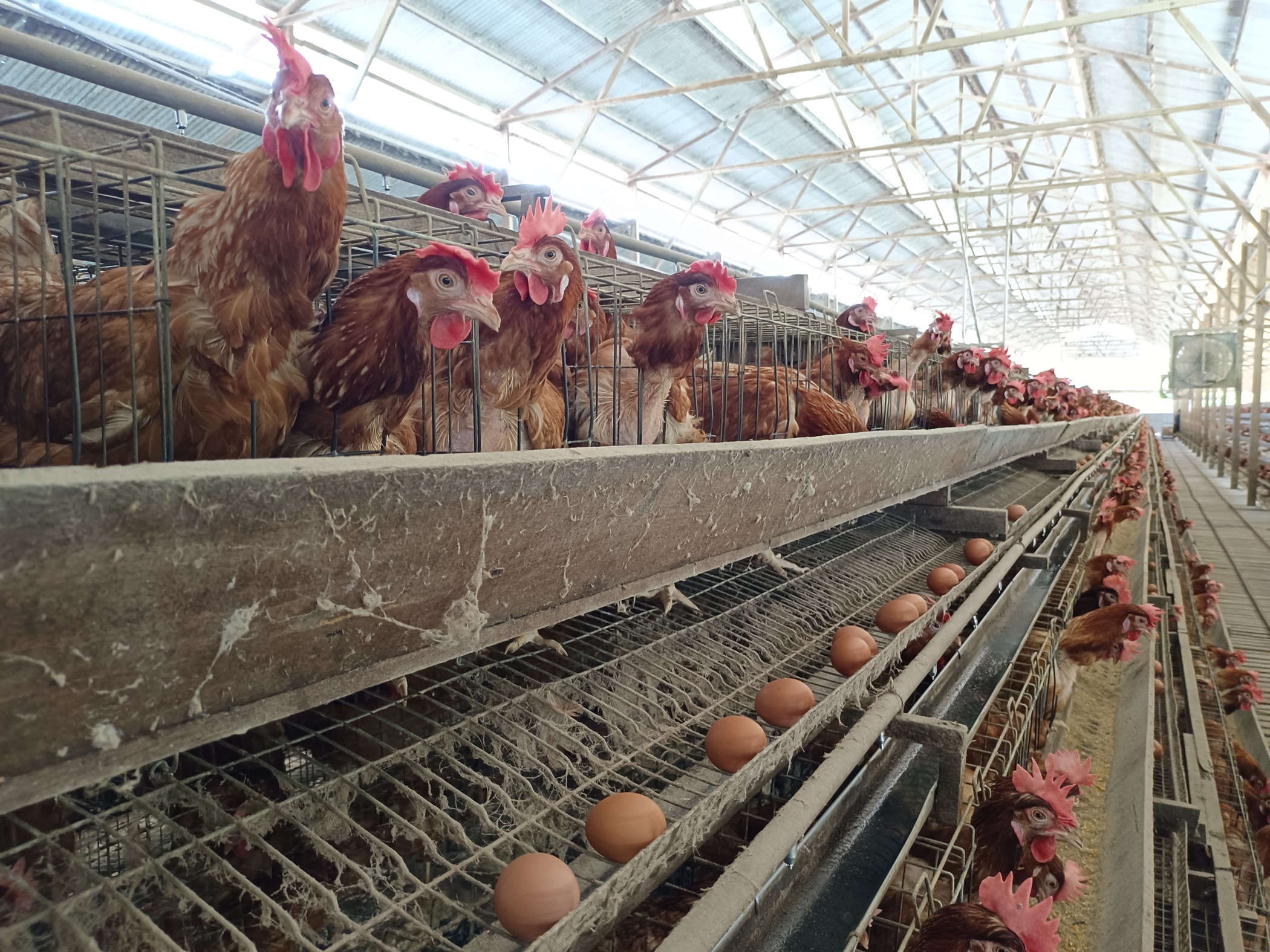 若政府长期执行进口政策人民将吃进口贵蛋