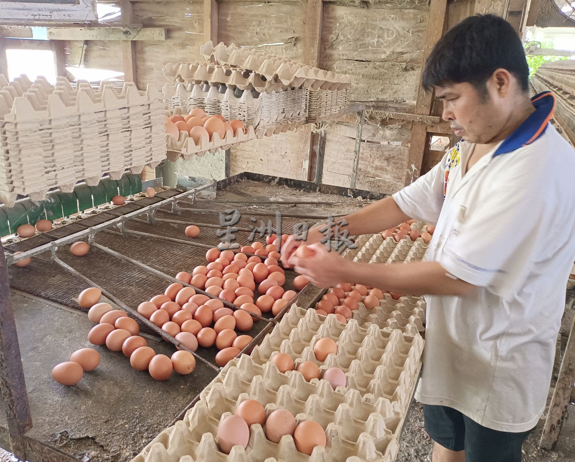 若政府长期执行进口政策人民将吃进口贵蛋